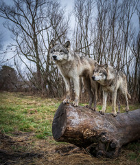 Two wolves in the Midwest