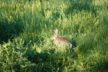 Obraz na płótnie Canvas rabbit in the grass
