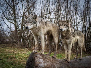 Two wolves in the Midwest