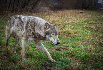 Naklejka na ściany i meble Single wolf photo in the Midwest