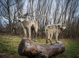 Two wolves in the Midwest