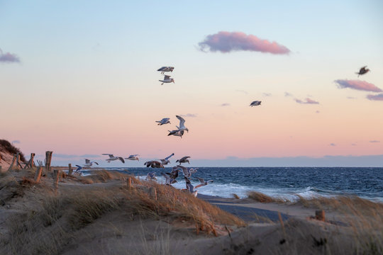 Seagulls flying at sunset - Cape Cod
