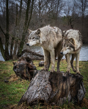 Two Wolves In The Midwest