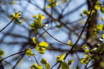 芽吹き始めた緑の葉