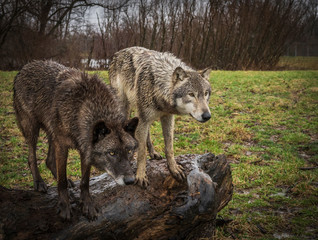 Two wolves in the Midwest