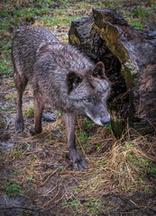 Single wolf photos taken in woods