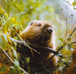 Portrait of European beaver (Castor fiber) - wide slide film scanned 35mm