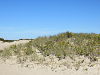 Fototapeta na wymiar Grass covered dunes and beautiful blue sky at Shinnecock East County Park in Southampton, Long Island, NY