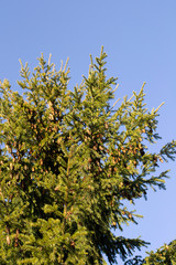 fluffy Christmas tree with cones against a blue sky