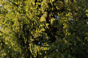 ackground of fluffy christmas tree
