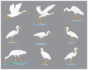 isolated white heron vector design