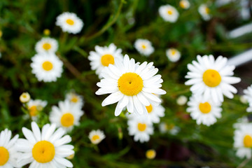 field of daisies