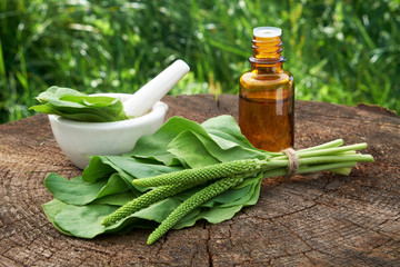 Bottle of plantain infusion or tincture, mortar and Plantago major leaves. Homeopathic or herbal medicine. © chamillew