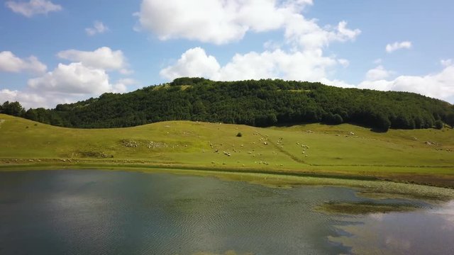 A Herd of Sheep on the Green Mountain Meadow Near the Lake. Grazing of Mountain Sheep. Sheep Grazing Near the Lake. Ispasa Ovaca na Durmitoru pored Poscanskog Jezera.