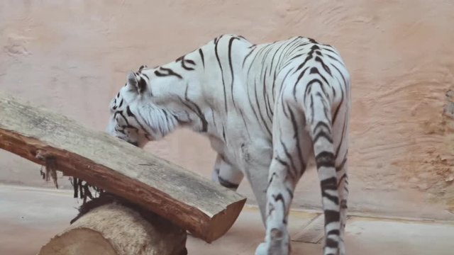 Satisfied White Tiger Walking After Dinner. Close Up Big Tiger In A Zoo.