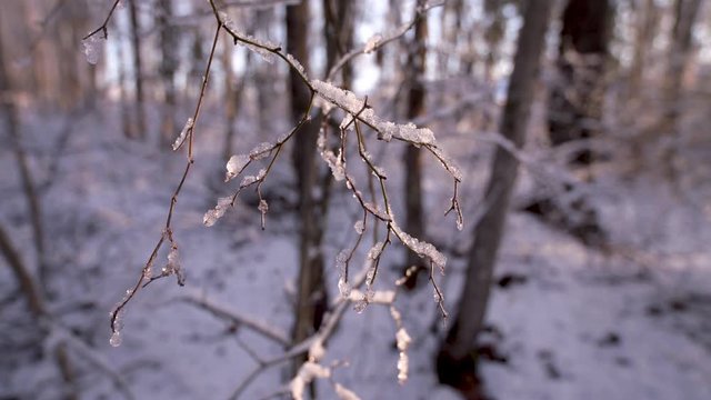 snow and ice covered tree limb