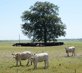 Fototapeta premium Cows Relaxing in the Shade