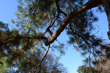 Cedar Tree with Sky Background