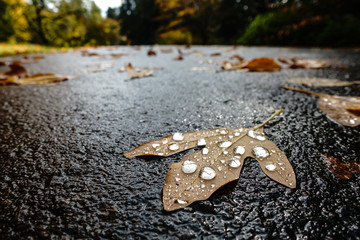Maple Leaf on the pavement covered in raindrops