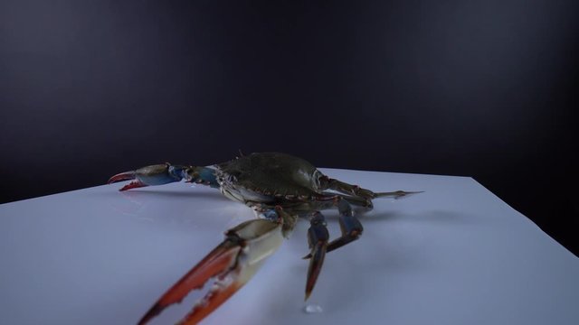 Blue Crab, Callinectes sapidus, on the white square plate, 9mm lens close up wide view. Crab with open claws. Imported and sold in Canada as sea food for Caribbean dish. Curry, Callaloo plate. 4k.