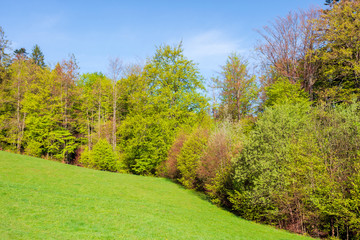 forest on the hill in spring. beautiful nature scenery on a sunny day. meadow in fresh green grass