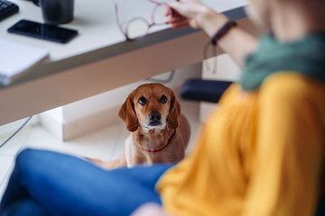 Dog sitting under the desk in the office