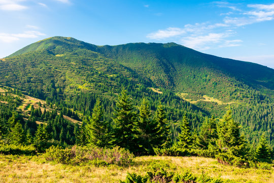 mountain scenery in the morning. coniferous trees on forested hillside with grassy slopes. sunny weather with cloudless sky. chernogora ridge landscape of carpathians in late summer time