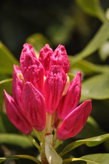 Fototapeta premium Red budding flowers