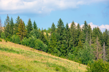 Fototapeta na wymiar forested hill of carpathian mountains. clouds on the blue sky. ridge in the distance. sunny afternoon weather in summer.