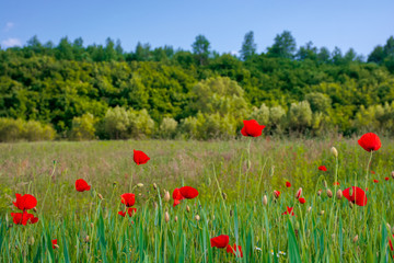 red poppy blooming in the field. beautiful countryside scenery of mountainous area. wonderful summer weather in the afternoon. blue sky with clouds