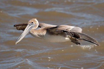 Brown pelican in flight over water