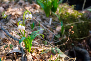 bunch of snow drop flowers in the woods. beautiful nature background in springtime. sunny weather. blurry background.