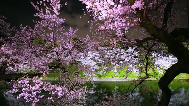 Cherry blossoms trees stand along both side of the Chidorigafuchi Moat, which are illuminated by lights and reflect to the water surface in the night at Chiyoda Tokyo Japan on 2018.