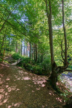 forest trail on the hillside. beautiful nature scenery with beech trees on a sunny day. wooden bridge above the small brook