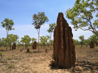 Grosse Termitenhügel in der Wüste in Queensland, Australien