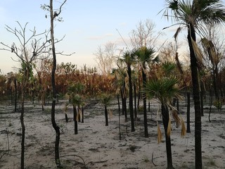 Palmen nach Buschfeuer, Australien