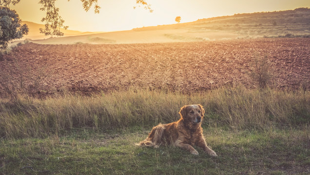 golden retriver brown dog on the field