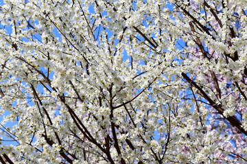 Blooming peach blossoms in the garden