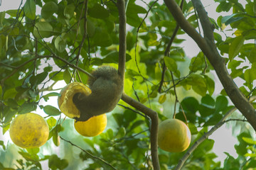 다 익은 과일을 파 먹는 청설모