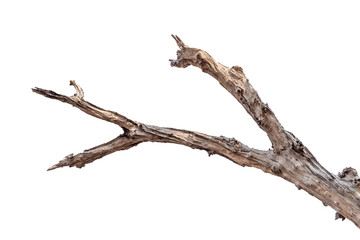 tree death or branch die on white background