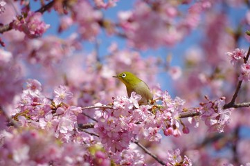 桜と小鳥　河津桜とメジロ　桜　河津桜　メジロ　小鳥