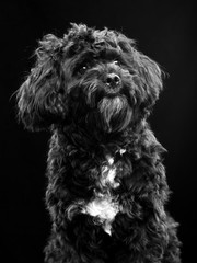 poodle studio curious