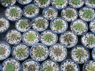 Various types of cactus in pots.