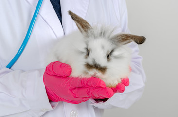 Veterinarian doctor holding a baby white rabbit at medical clinic.