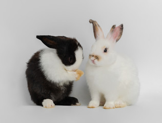 Two action of two cute adorable rabbits on white background. Lovely action of adorable baby rabbit .