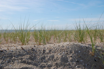 Beach grass