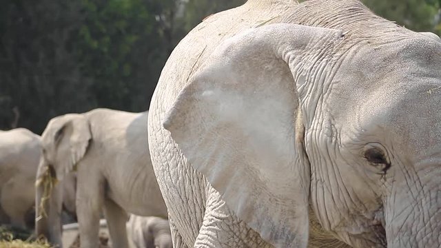 Elefante rescatado , comiendo en zoologico