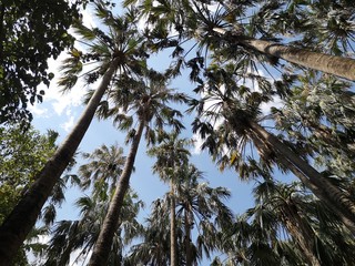 Blick von unten auf Palmenwipfel