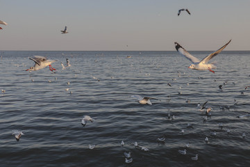 Seagulls bird flying over the sea with beautiful sunset on evening twilight sky landscape background