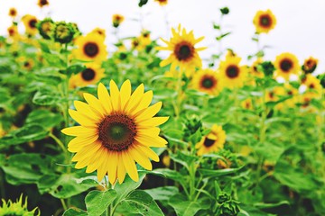 해바라기입니다